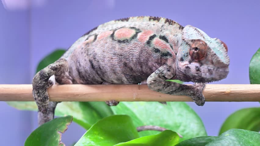 A green and brown lizard is sitting on a branch. The lizard is resting on a green leaf