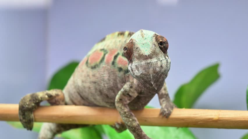 A green and brown lizard is sitting on a branch. The lizard has a green spot on its face