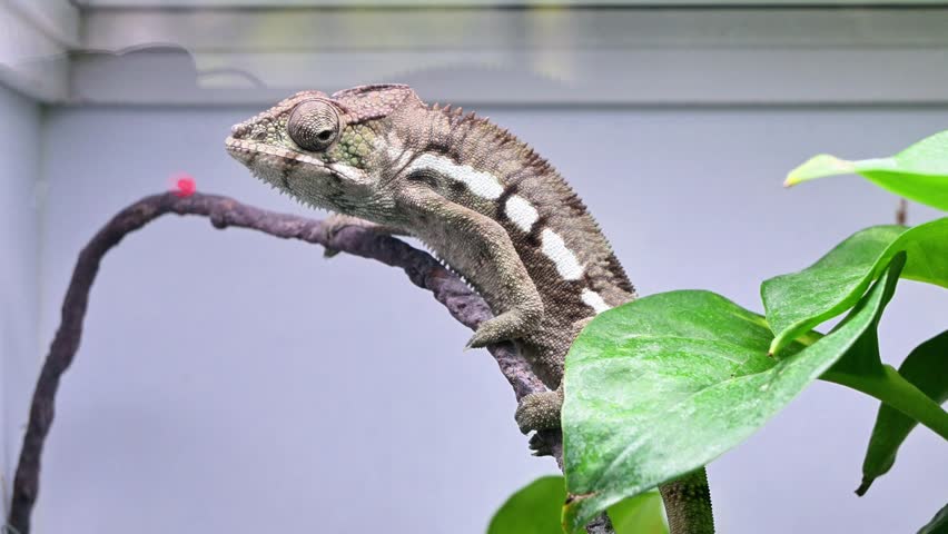 A lizard is sitting on a leafy branch. The lizard is brown and white. The branch is brown and has a red mark on it