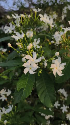 Footage full hd, high angle. Jasminum flower and wind. Bright white flowers, a tropical. Morning sunlight and real time quality video 