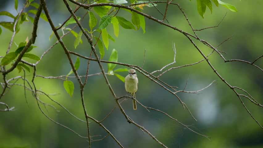Brown shrike (Lanius cristatus), a small passerine bird that are also called with 