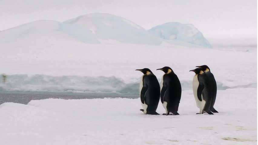 A breathtaking 4K Ultra HD video capturing a group of emperor penguins gracefully marching across the icy Antarctic landscape. The crisp details of their black-and-white plumage contrast beautifully a