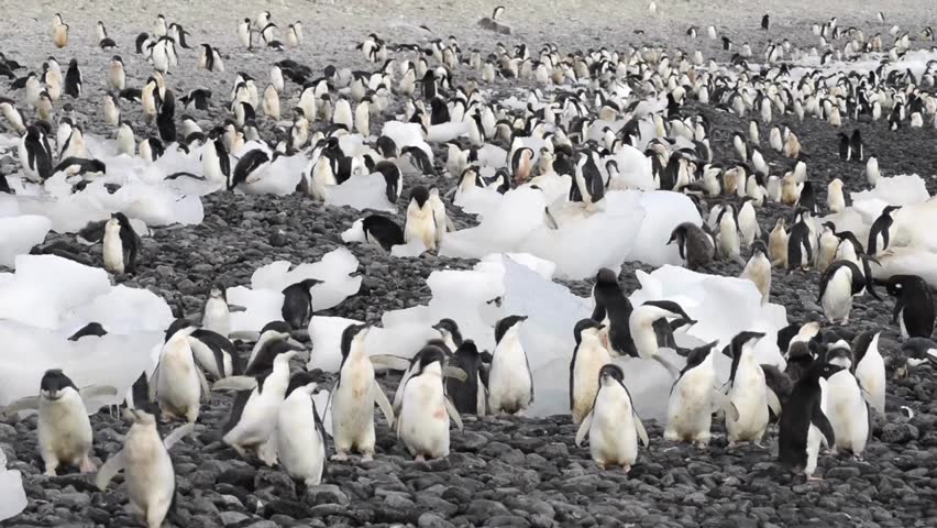 A breathtaking 4K Ultra HD video capturing a group of emperor penguins gracefully marching across the icy Antarctic landscape. The crisp details of their black-and-white plumage contrast beautifully a - Powered by Shutterstock - Get 15% off with code: PIKWIZARD15