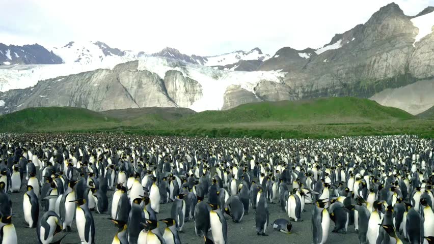 A breathtaking 4K Ultra HD video capturing a group of emperor penguins gracefully marching across the icy Antarctic landscape. The crisp details of their black-and-white plumage contrast beautifully a