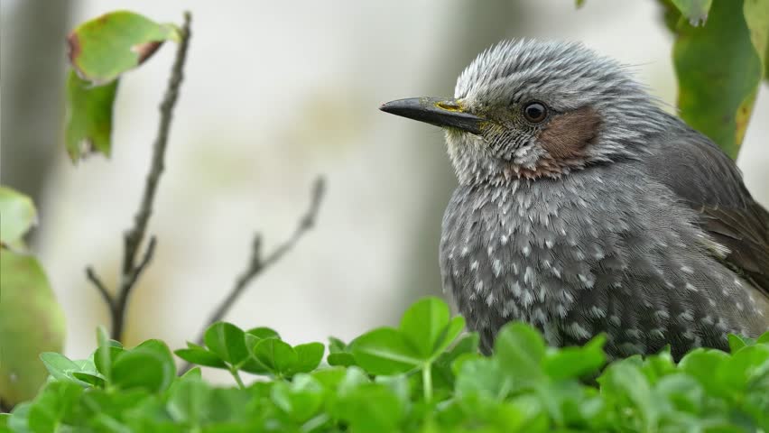 Close-up video of a small bird on the grass