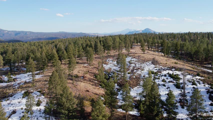 Aerial drone flight over a pine forest with Pikes Peak in the distance. Forward dolly movement just above treetop. Filmed in the Rocky Mountains of Colorado.