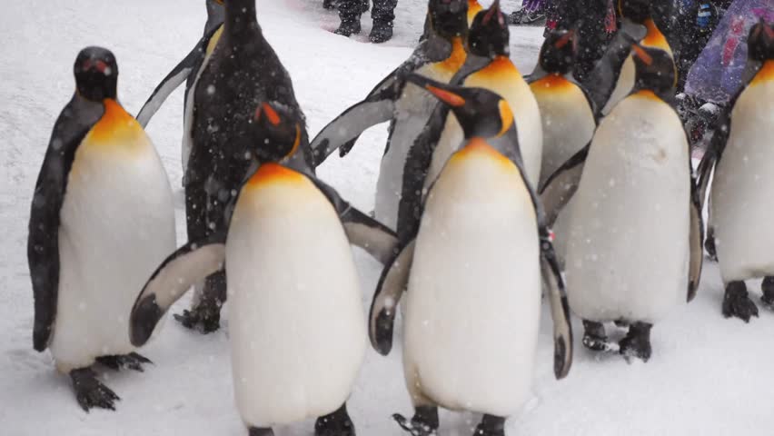 A breathtaking 4K Ultra HD video capturing a group of emperor penguins gracefully marching across the icy Antarctic landscape. The crisp details of their black-and-white plumage contrast beautifully a - Powered by Shutterstock - Get 15% off with code: PIKWIZARD15
