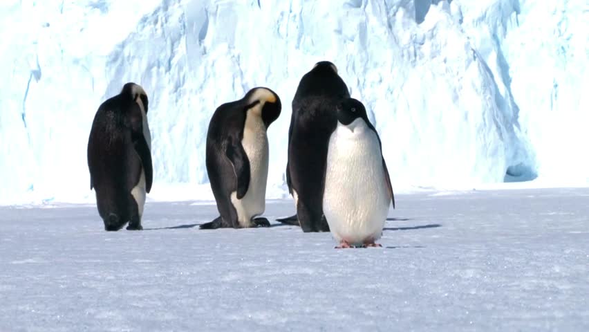 Stunning 4K Ultra HD footage of penguins in their natural habitat. Perfect for wildlife documentaries, nature projects, and high-quality stock videos.