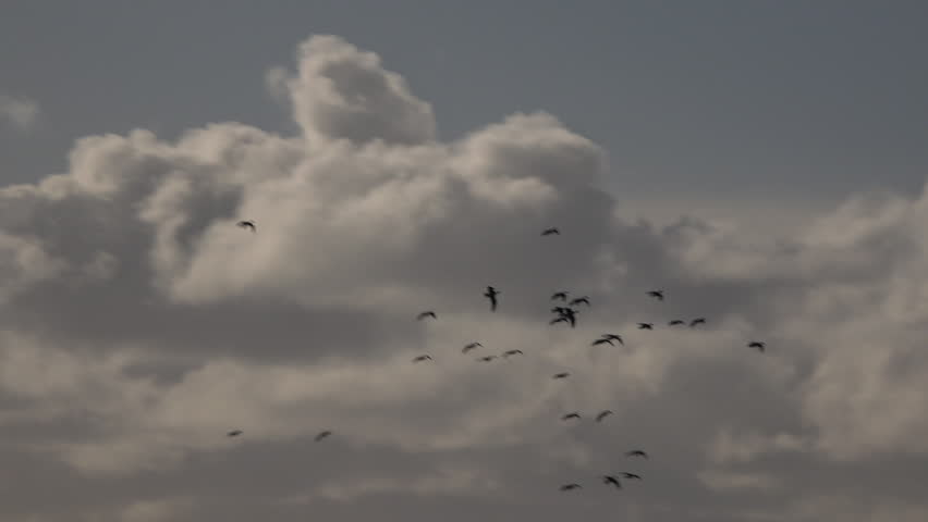 Geese flying in the morning light in winter as birds fly in flock on migration. Wildlife in England pink foot have flown from Iceland UK 4K