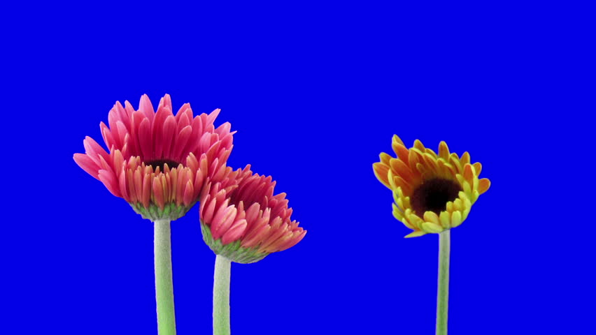 Time lapse of growing and opening orange and pink gerbera flowers on blue CHROMA key background