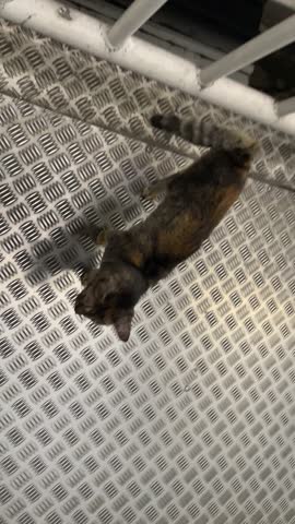 Street skinny kitty cat looking at camera 