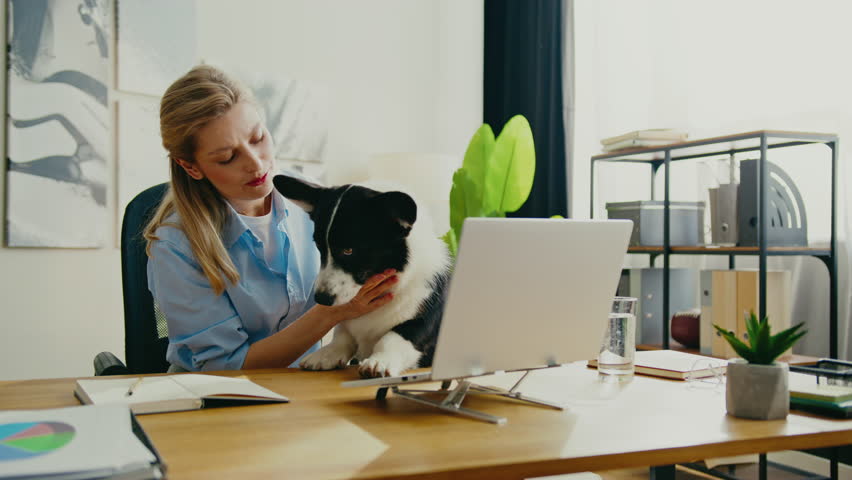 Delighted Caucasian female in blue shirt hugging black and white corgi while petting animal with love. Enjoying warm moment with pet at desk. Cozy workspace with laptop and decorative plants.