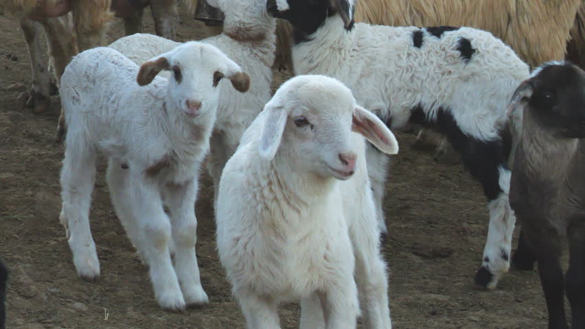 Beautiful shot of a group of white and brown lambs on a farm on the island of Gran Canaria.