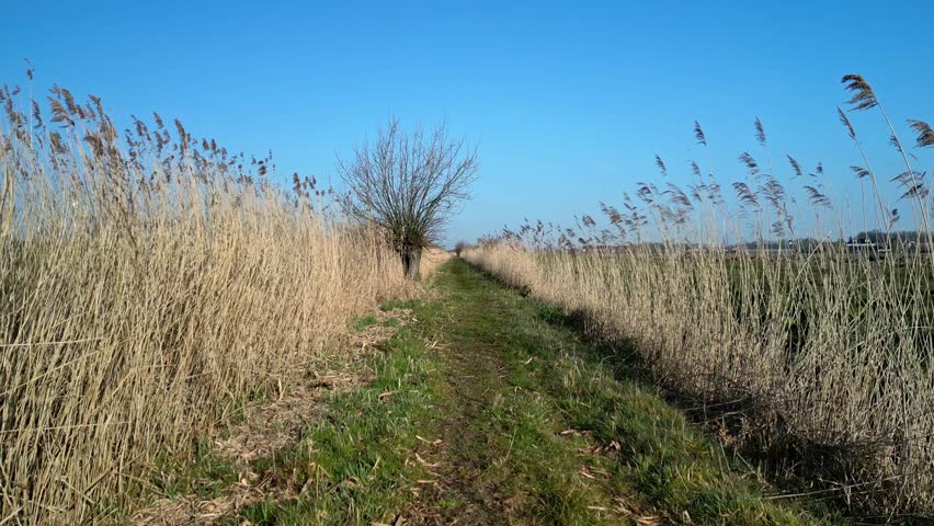 Walking between two reed fields in Holland