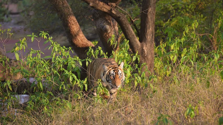 full shot of wild male bengal tiger cub or panthera tigris walking head due to roadblock by vehicles in winter season evening safari at ranthambore national park forest reserve rajasthan india