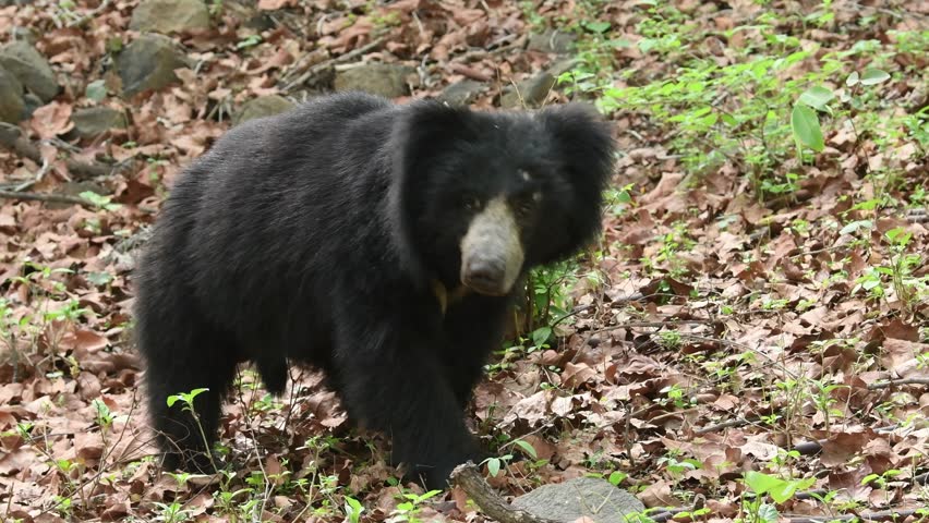 close up shot of Sloth bear or Melursus ursinus or Indian bear wild adult male face expression in natural green background habitat Dangerous black animal at Ranthambore National Park Rajasthan India