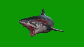 A killer Shark angry scene 3D rendering animation on green screen or chroma key video clip - Powered by Shutterstock - Get 15% off with code: PIKWIZARD15