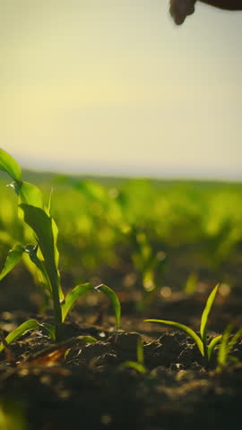 An agronomist examines the growth of corn plants on an industrial plantation. The action takes place during sunset, highlighting the importance of crop monitoring and agricultural practices