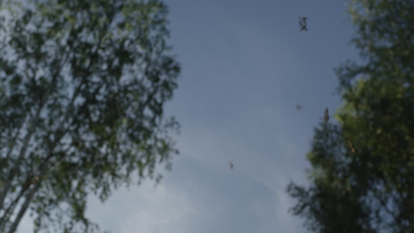 E.Vulgata Mayflies swarming by a forested river