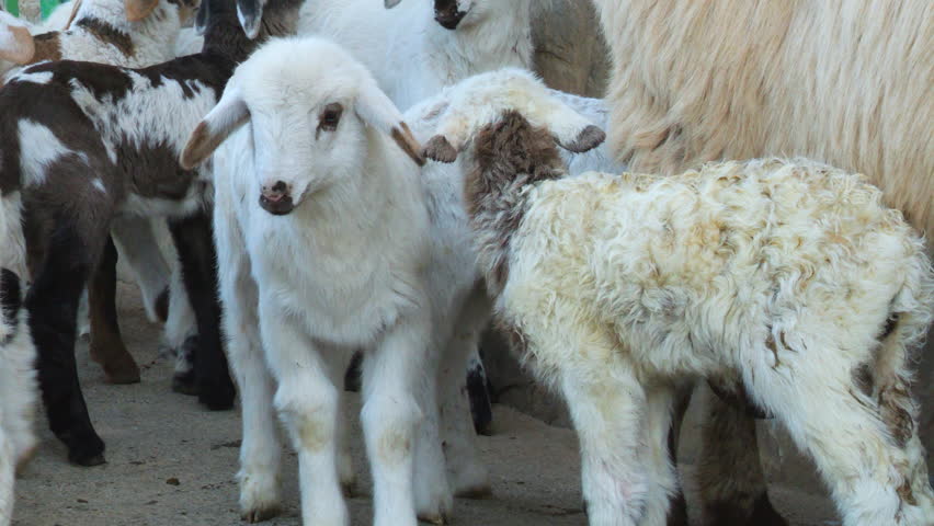 A touching portrait of three lambs on a farm on the island of Gran Canaria, Spain.