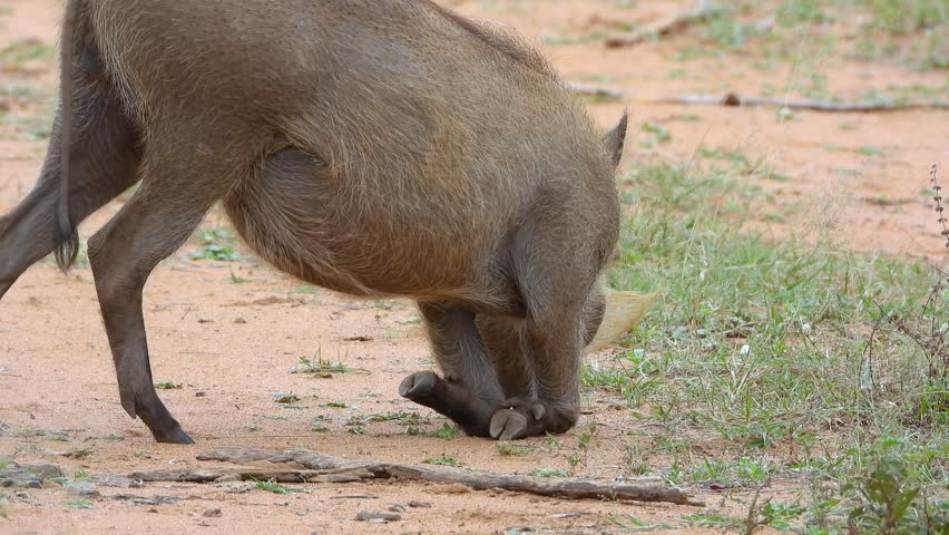 Warthog foraging in natural habitat, kneeling on front legs, snout to ground, searching for food on dusty African terrain. Tusks and coarse fur against arid landscape with sparse vegetation.