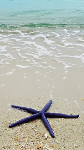 Blue starfish lying on a sandy beach in waves. Vertical video