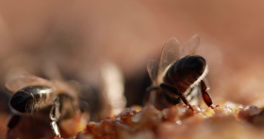Honey bee walking on honeycomb in beehive working on honey production