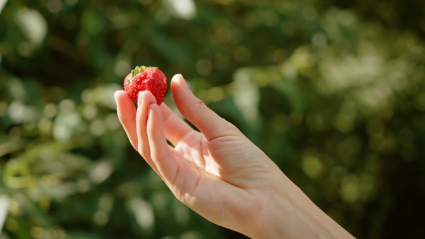 Woman holding single fresh strawberry in hand against green background. Female showcasing ripe red berry with delicate fingers. Lady presenting vibrant strawberry outdoors in natural light