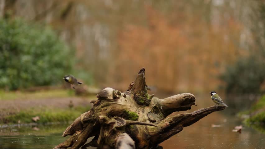 Wide shot of various song birds landing on a gnarled old root ball in the middle of an idyllic woodland pond, slow motion