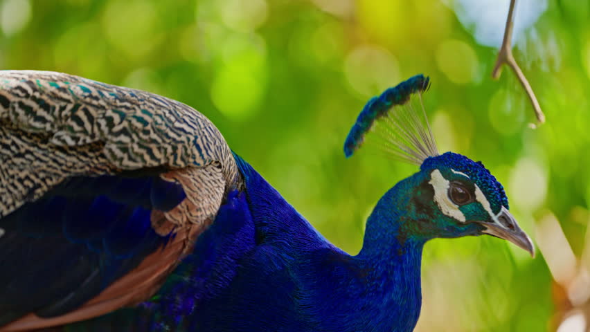 Close-up of a male peacock