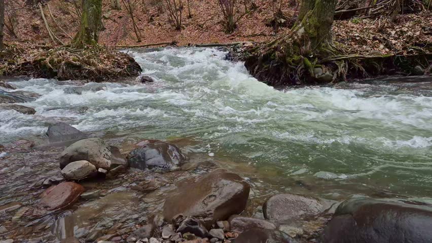 Full-flowing seething stream in a mountain spring forest