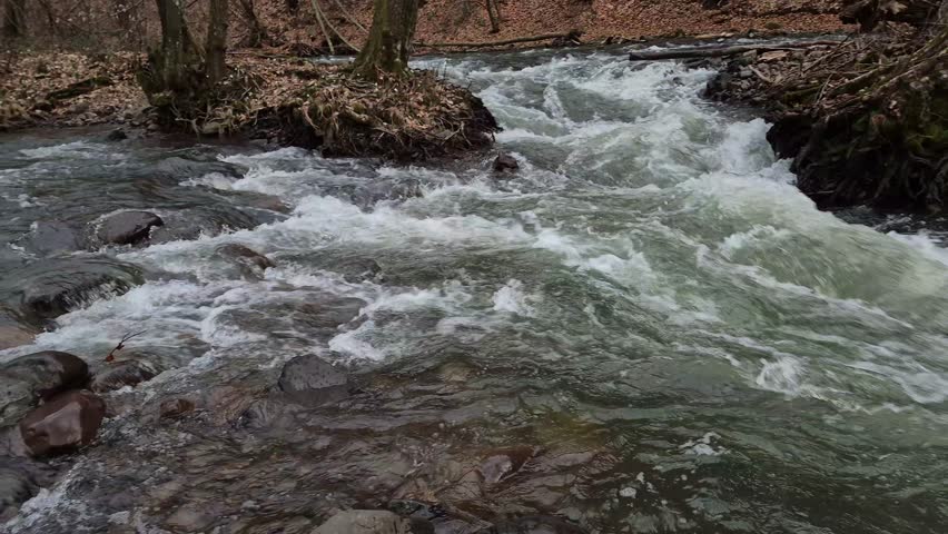 Full-flowing seething stream in a mountain spring forest