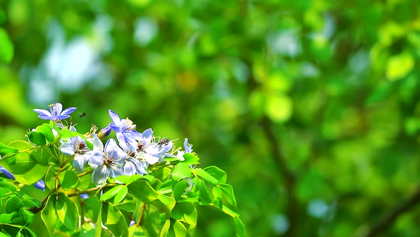 Lignum Vitae Blue-White Flowers and Bees Video