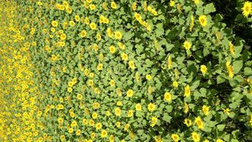 Vertical video. Aerial view of vibrant yellow sunflower field in full bloom during the summer, showcasing the beauty of nature and seasonal agriculture. - Powered by Shutterstock - Get 15% off with code: PIKWIZARD15