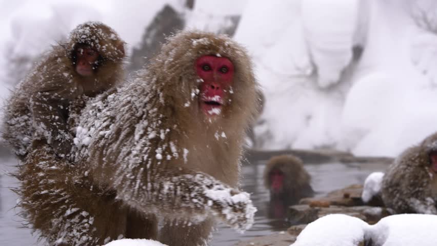Jigokudani Yaen - Koen Monkey Park - 4K Cinematic Shot - Nagano - Japan 08