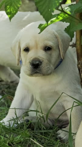 Cute yellow puppies Labrador Retriever in garden on green grass. Vertical video