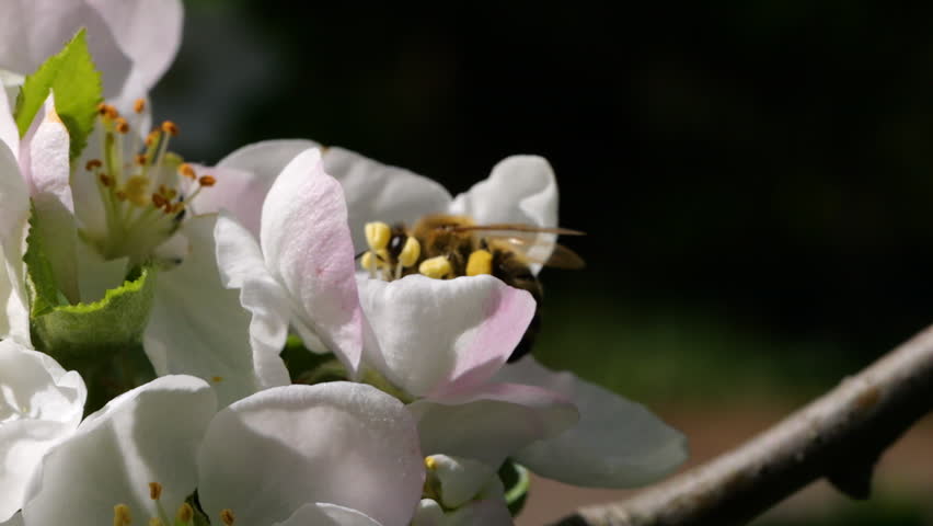 Macro Shot Honey Bee Pollinating Spring Tree White Flowers Blooming Blossoms. Slow Motion Flying Honey Bee Covered With Pollen Collecting Nectar From White Apple Flower. Spring Apple Flowers Close Up.
