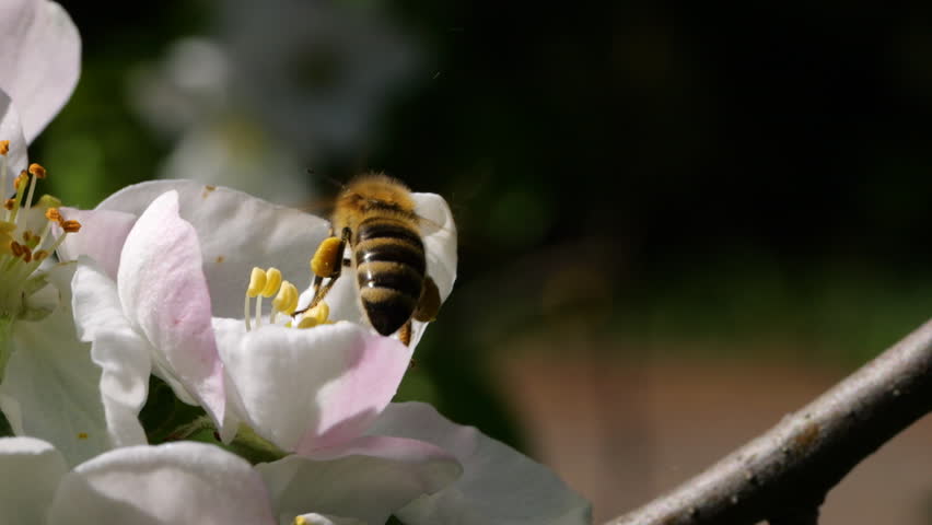 Macro Shot Honey Bee Pollinating Spring Tree White Flowers Blooming Blossoms. Slow Motion Flying Honey Bee Covered With Pollen Collecting Nectar From White Apple Flower. Spring Apple Flowers Close Up.