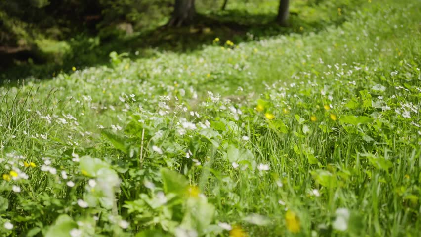 Vibrant alpine mountain flowers bloom in green meadows in the mountains of Switzerland