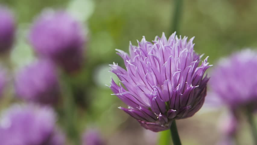 Onion flower. Spring. Close-up. Biennial and perennial herbaceous plant belonging to the onion subfamily. Alliaceae. The amaryllis family. Amaryllidaceae. The order is asparagus-colored. Asparagales.