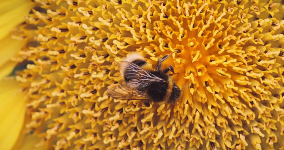 Close Up of Bumblebee Pollinating Sunflower