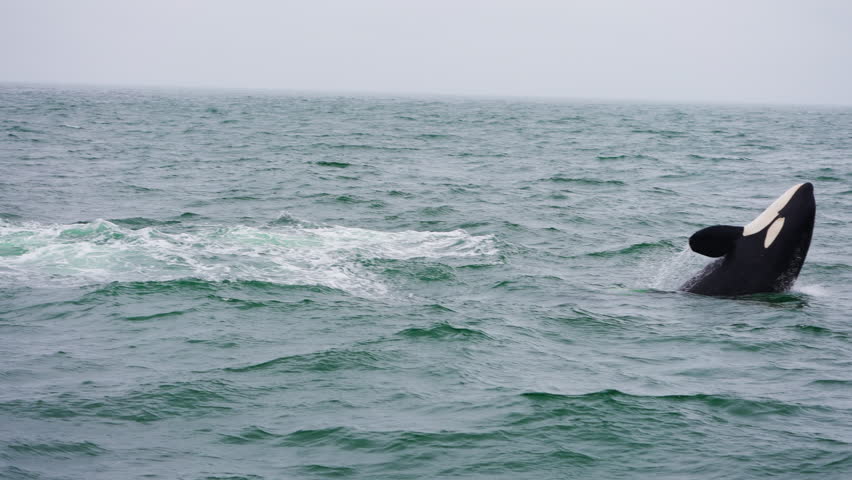 Killer whales jumping out of the ocean