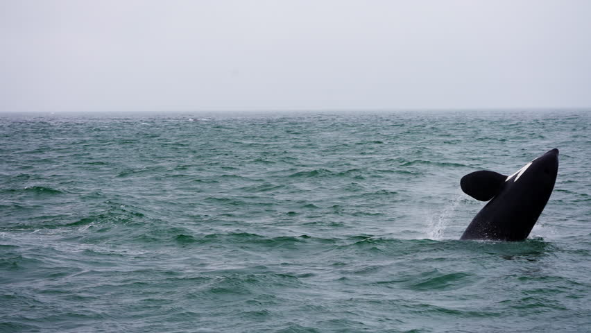 Killer whales jumping out of the ocean