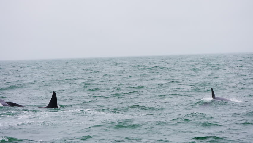 Killer whales jumping out of the ocean