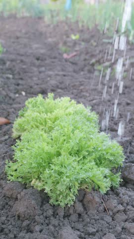Watering escarole lettuce in a garden with a watering can