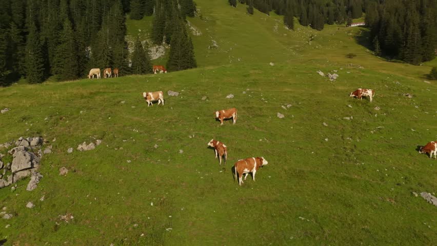 Herd of brown and white cows graze on mountain in Alps. Cattle grazing on top of mountainside in European Alps summer. Aerial view of cows grazing in mountains. Drone view of livestock herding on hill