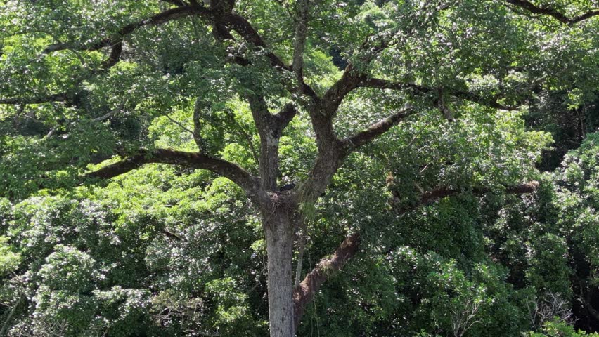 Rare Harpy eagle has nest in crown of large tree in Bolivian jungle