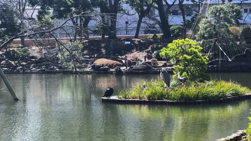 Calm scene in a Tokyo park with birds on a small island, near a pond and trees