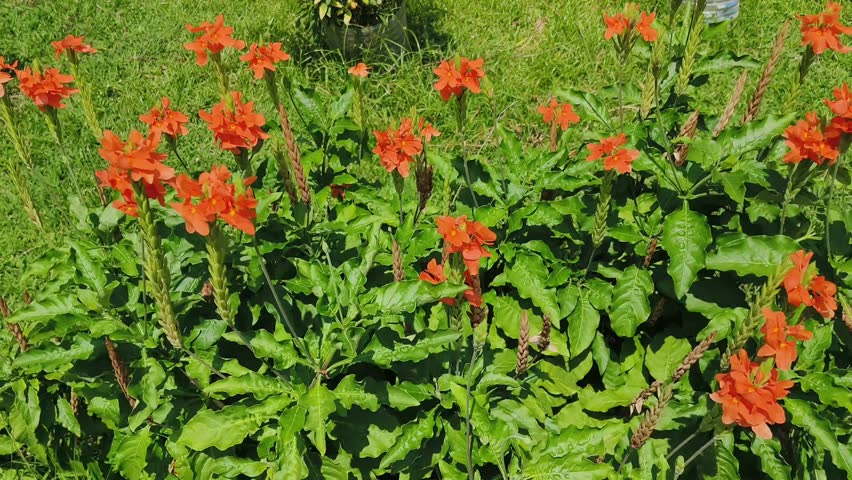 Crossandra infundibuliformis, the firecracker flower or firecracker plant, is a species of flowering plant in the family Acanthaceae. It is native to Angola, Burundi, Ethiopia, Kenya, Somalia.