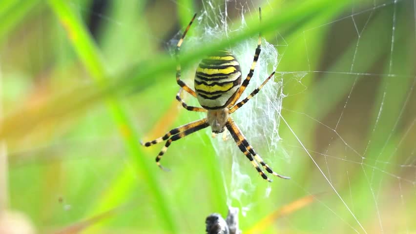 The Wasp Spider is a striking orb-weaving spider known for its bold black and yellow striped abdomen, resembling a wasp. 